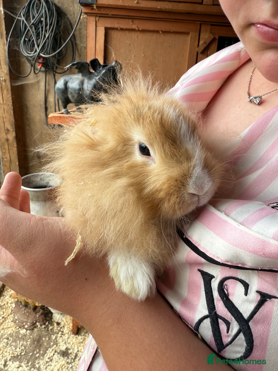 Mini Lop rabbits for sale: 1 beautiful mini lops for sale  - Image 12