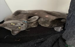 British Shorthair cats for sale: 🐾 British Shorthair Kittens 🐾 - Image 1