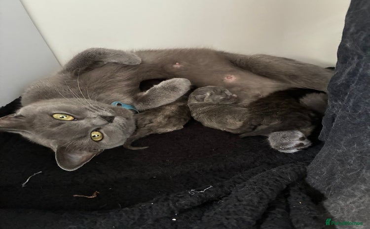 British Shorthair cats - Advert 1