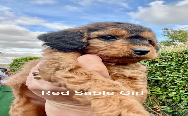 Cockapoo dogs - Advert 5
