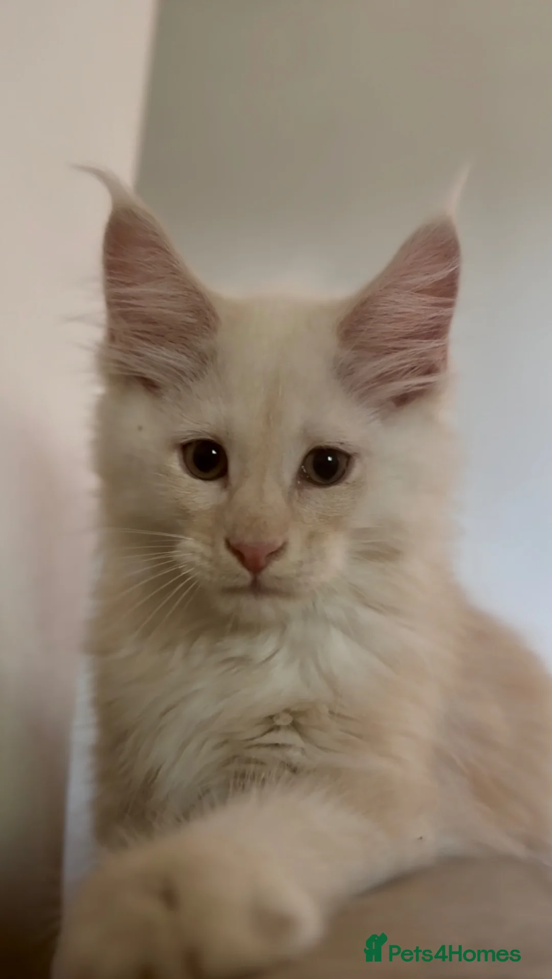 Maine Coon cats for sale: TICA Health Tested Maine Coon🐱 ready to leave   - Advert 2