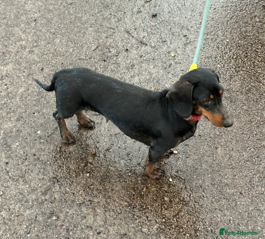 Miniature Dachshund dogs for sale: Miniature dachshund  - Advert 1