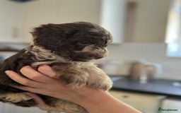Sheepadoodle dogs for sale: F1b mini sheepadoodles - Image 23