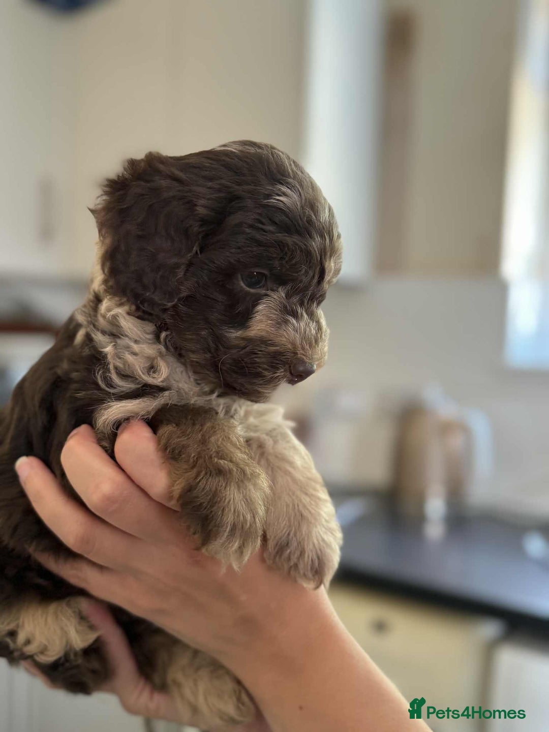 Sheepadoodle dogs for sale: F1b mini sheepadoodles - Image 23