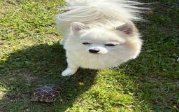 Pomchi dogs for stud: 2yr old Pomchi for Stud - Advert 9