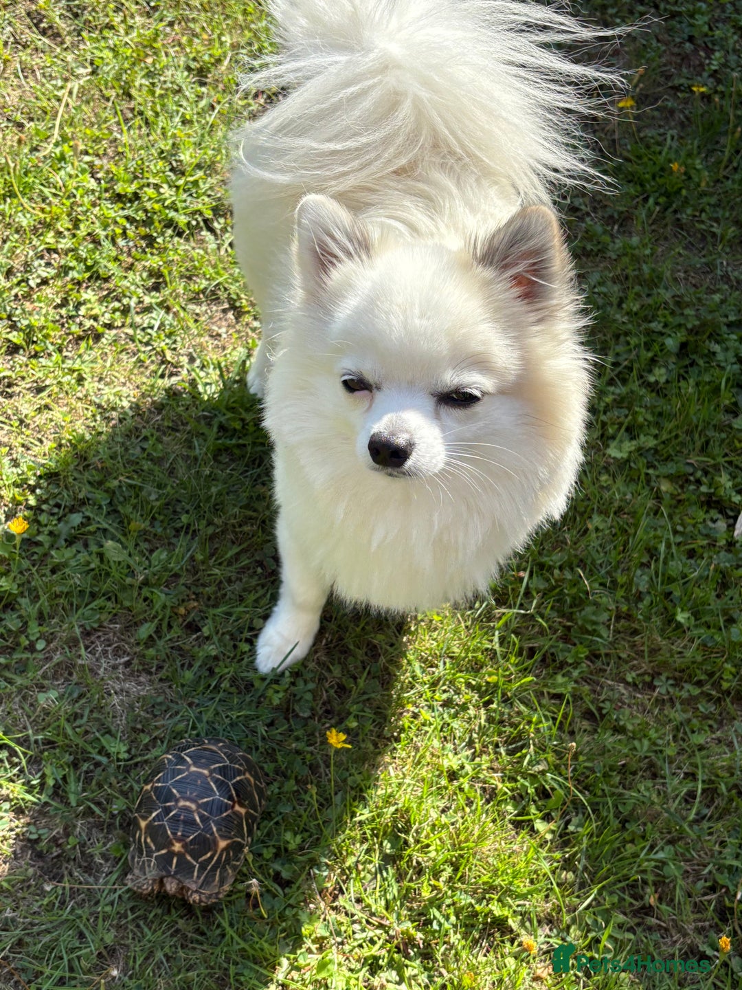 Pomchi dogs for stud: 2yr old Pomchi for Stud - Advert 9