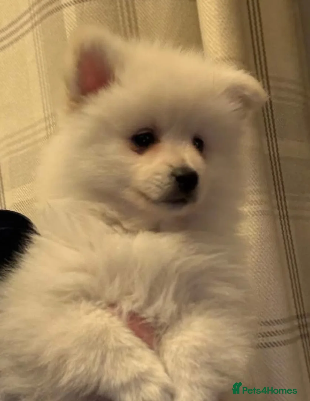 German Spitz dogs for sale: *** Beautiful Cream German Spitz *** - Advert 2