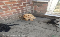 Cockapoo dogs for sale: 2 beautiful cockapoo desperate for forever homes  - Image 38