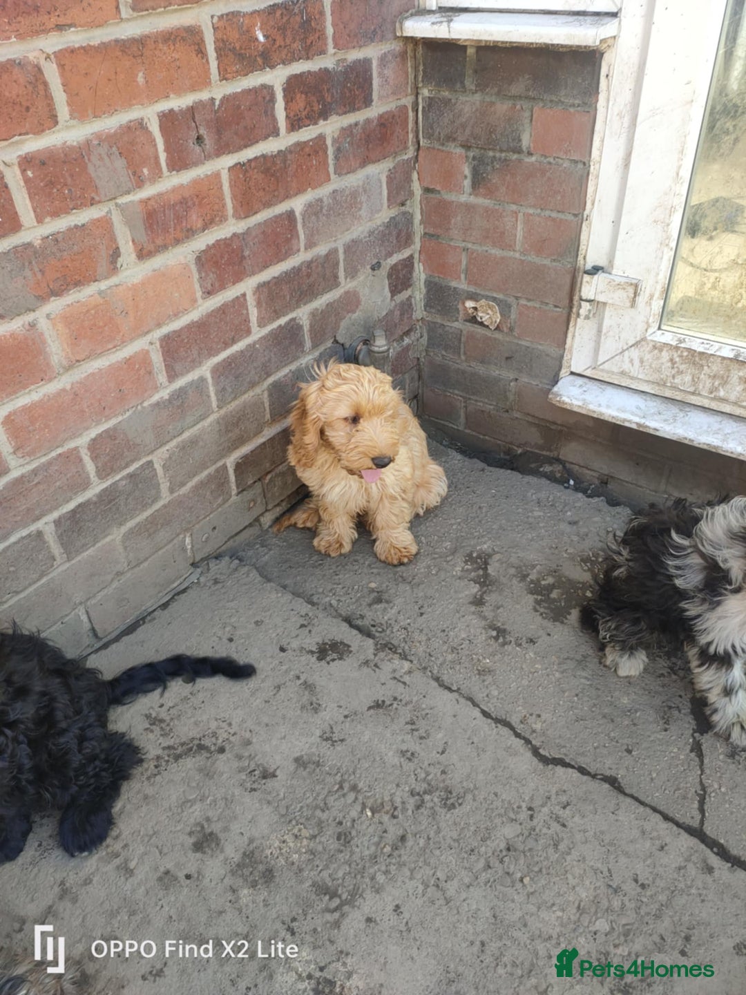 Cockapoo dogs for sale: 2 beautiful cockapoo desperate for forever homes  - Image 38
