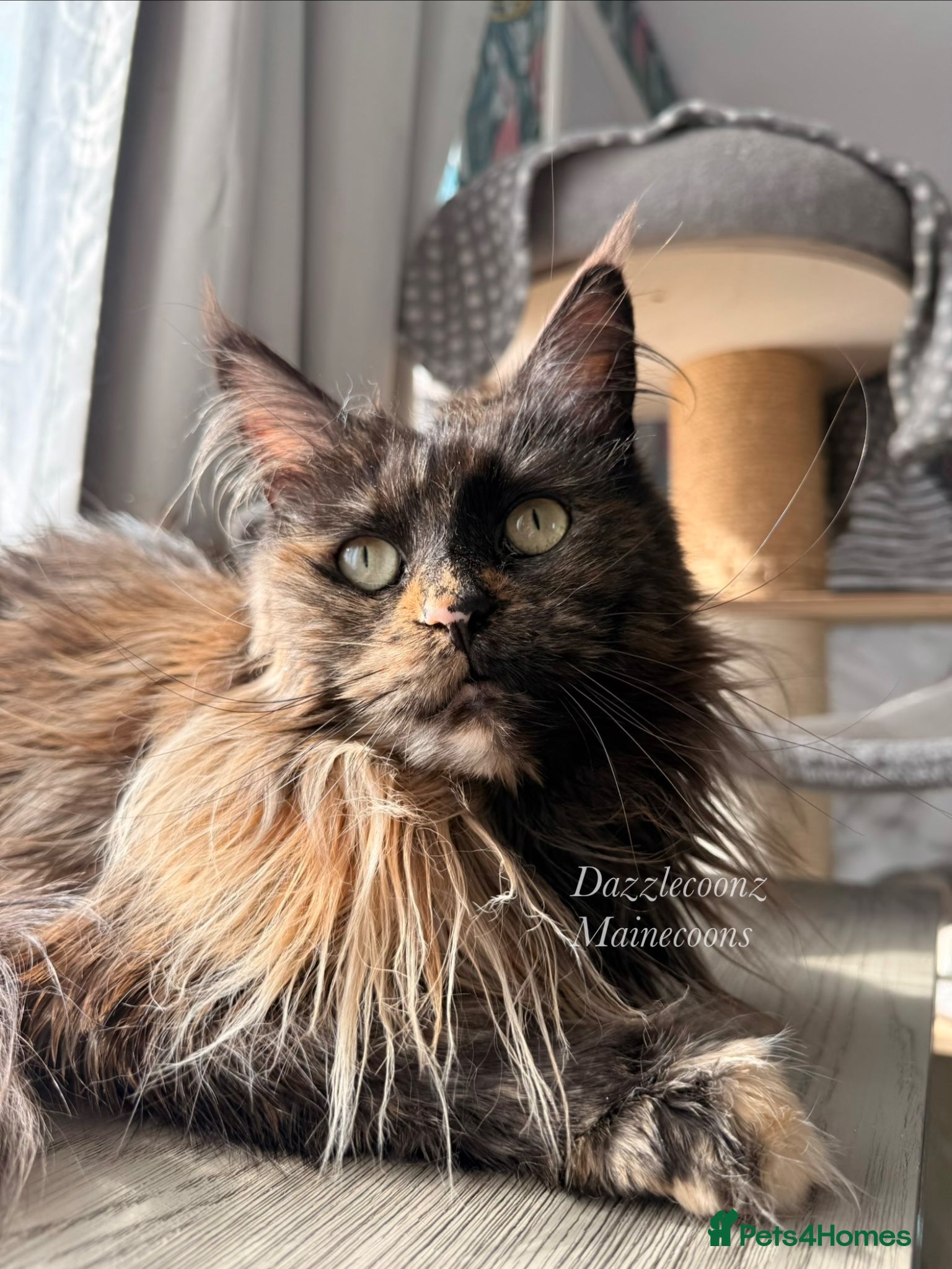 Maine Coon cats Duel active registered Tortie smoke female  - Advert 3