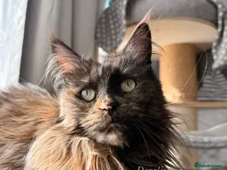 Maine Coon cats Duel active registered Tortie smoke female - Advert 1