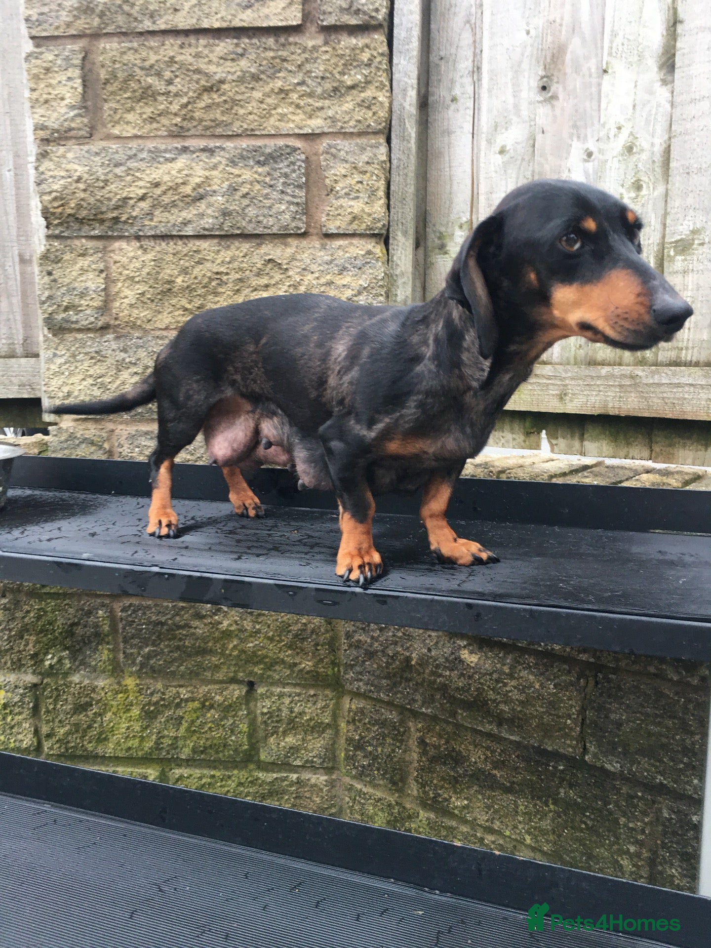 Dachshund dogs 5 dachund puppies for sale 2 boys 3 girls - Advert 1