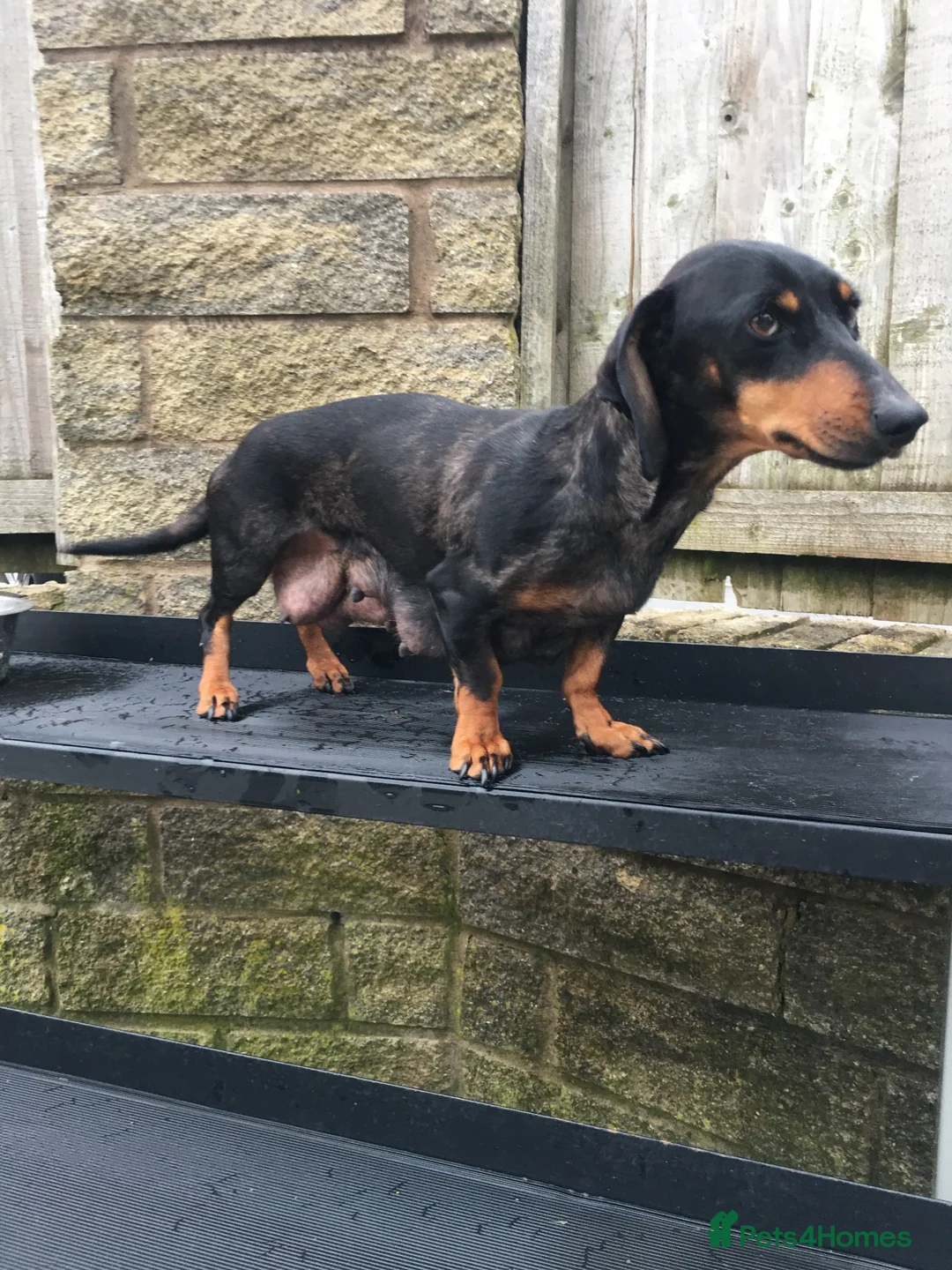 Dachshund dogs for sale: 5 dachund puppies for sale 2 boys 3 girls - Advert 1