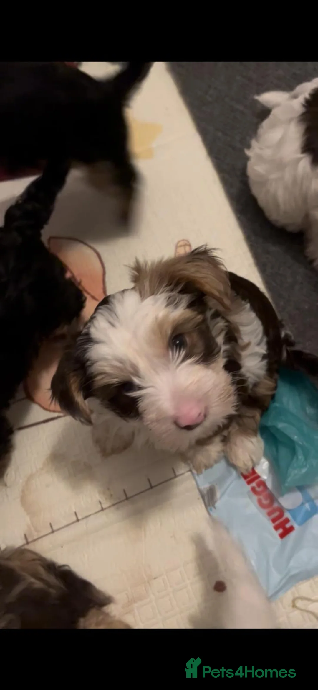 Yorkshire Terrier dogs for sale: READY NOW..PEDIGREE YORKSHIRE TERRIER FOR SALE - Advert 27