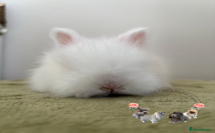 Angora rabbits English Angora  - Advert 8