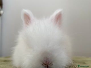 Angora rabbits English Angora - Advert 2