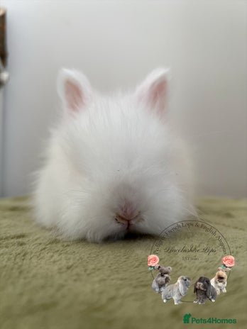 Angora rabbits English Angora - Advert 8