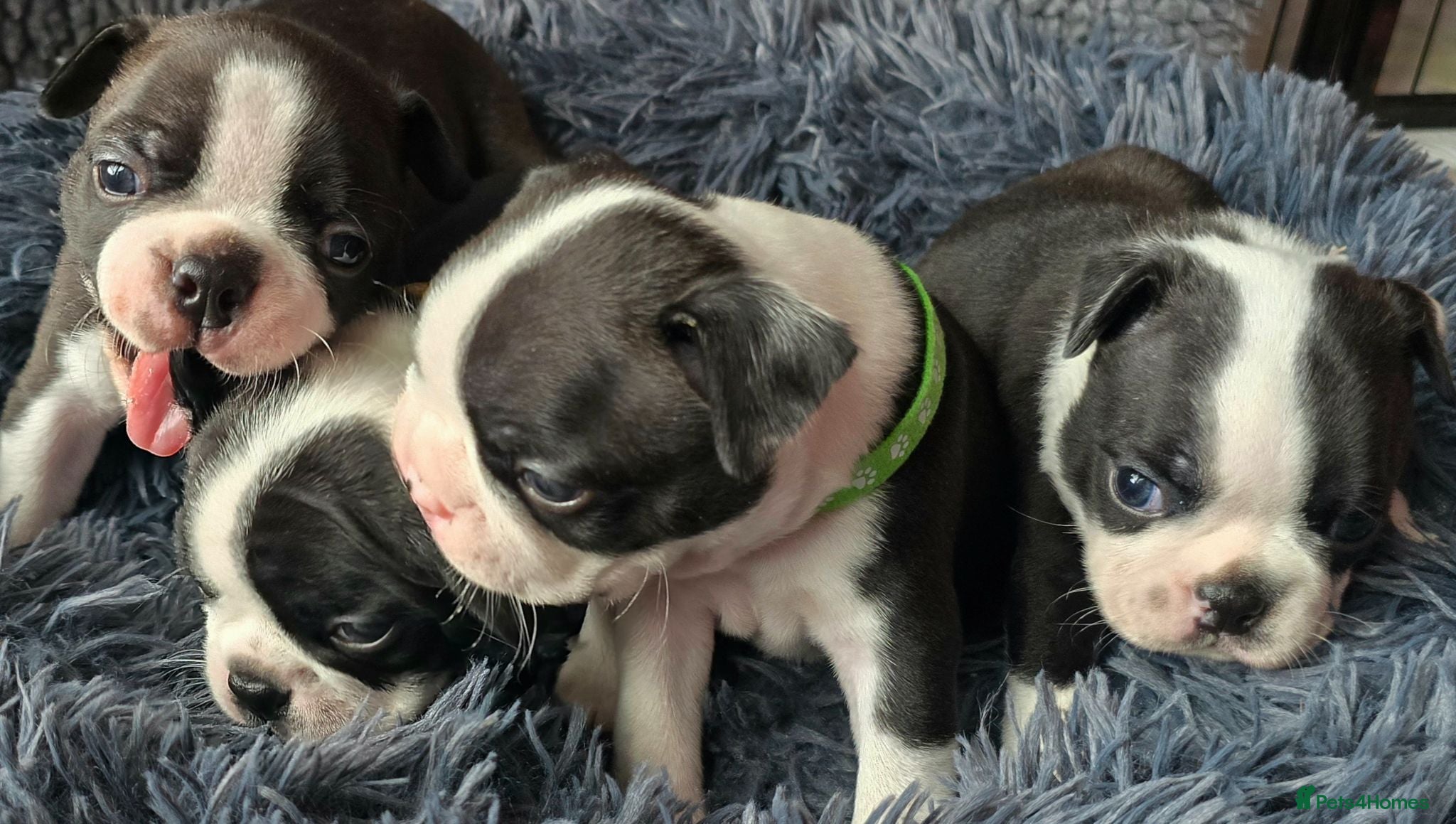 Boston Terrier dogs ⭐️KC registered beautfiul Boston terrier puppies - Advert 2