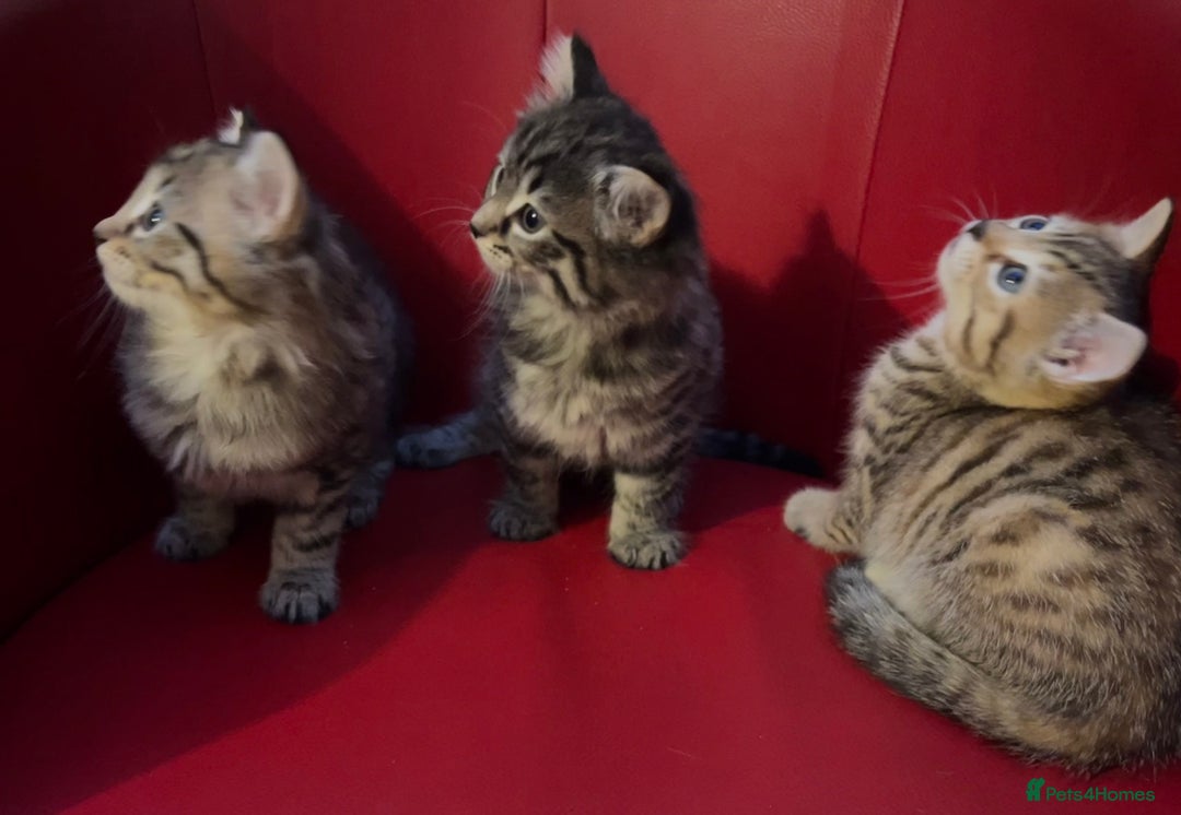 Mixed Breed cats for sale: Three Gorgeous Girls For sale. - Advert 1