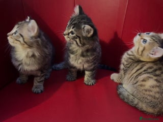 Mixed Breed cats Three Gorgeous Girls For sale. - Advert 1