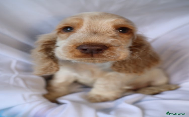 Cocker Spaniel dogs Championline Cocker Spaniel - Advert 14