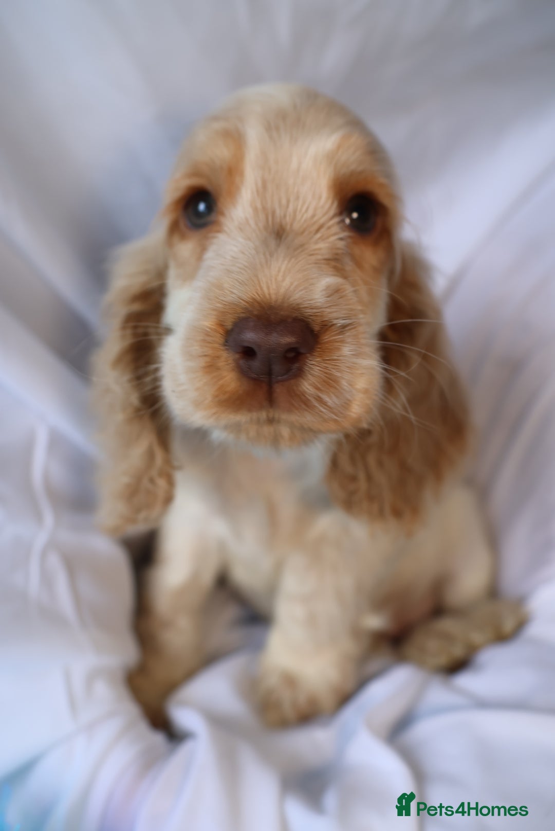 Cocker Spaniel dogs for sale: Championline Cocker Spaniel - Advert 10