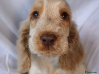 Cocker Spaniel dogs Championline Cocker Spaniel - Advert 2