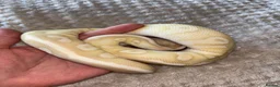 Python Snake reptiles for sale: Female ball python  - Advert 3