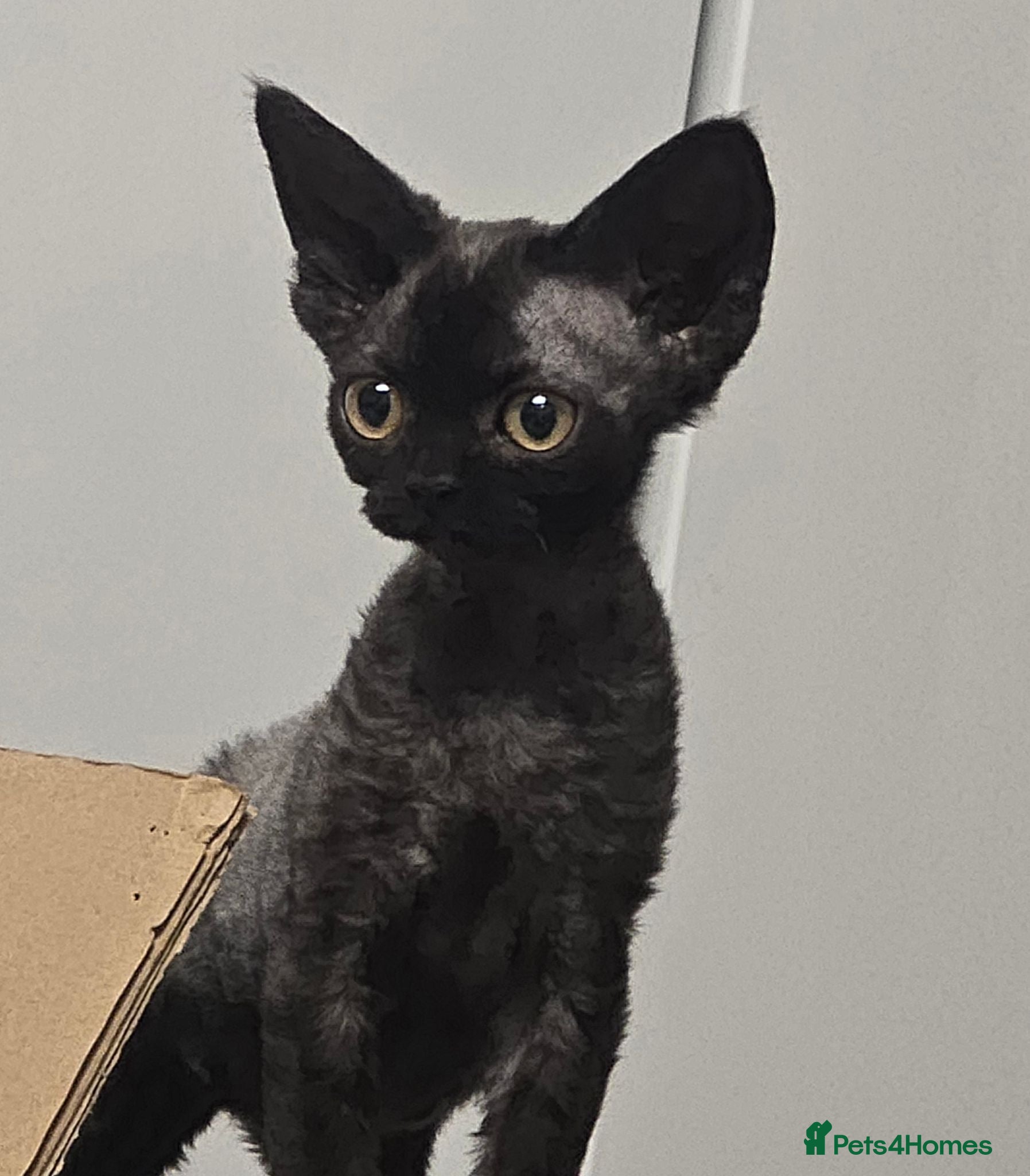 Devon Rex cats Beautiful Devon Rex Boy :) - Advert 21