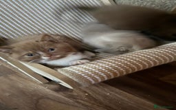 British Shorthair cats for sale:  Tica cinnamons BSH kittens - Image 3
