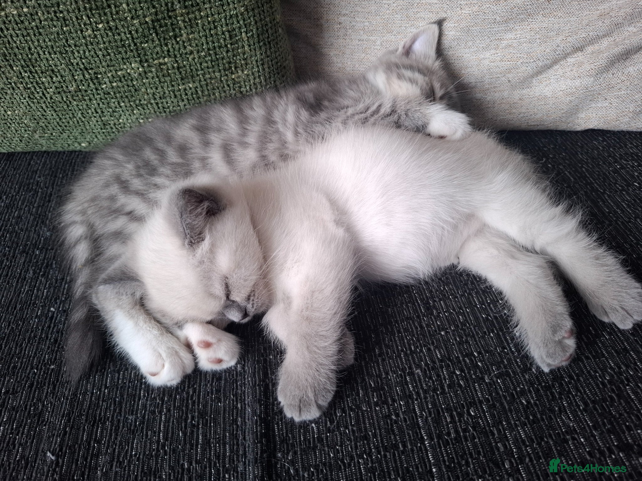 British Shorthair cats Adorable british shorthair x ragamuffin kittens - Advert 13