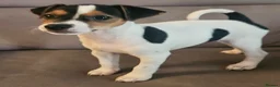 Jack Russell dogs for sale: Traditional jack Russell puppies  - Advert 7