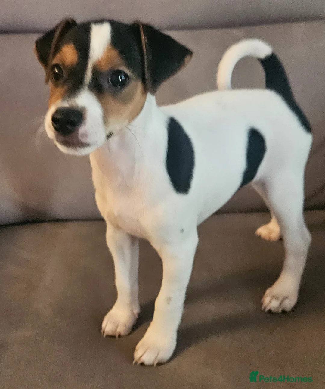 Jack Russell dogs for sale: Traditional jack Russell puppies  - Advert 7