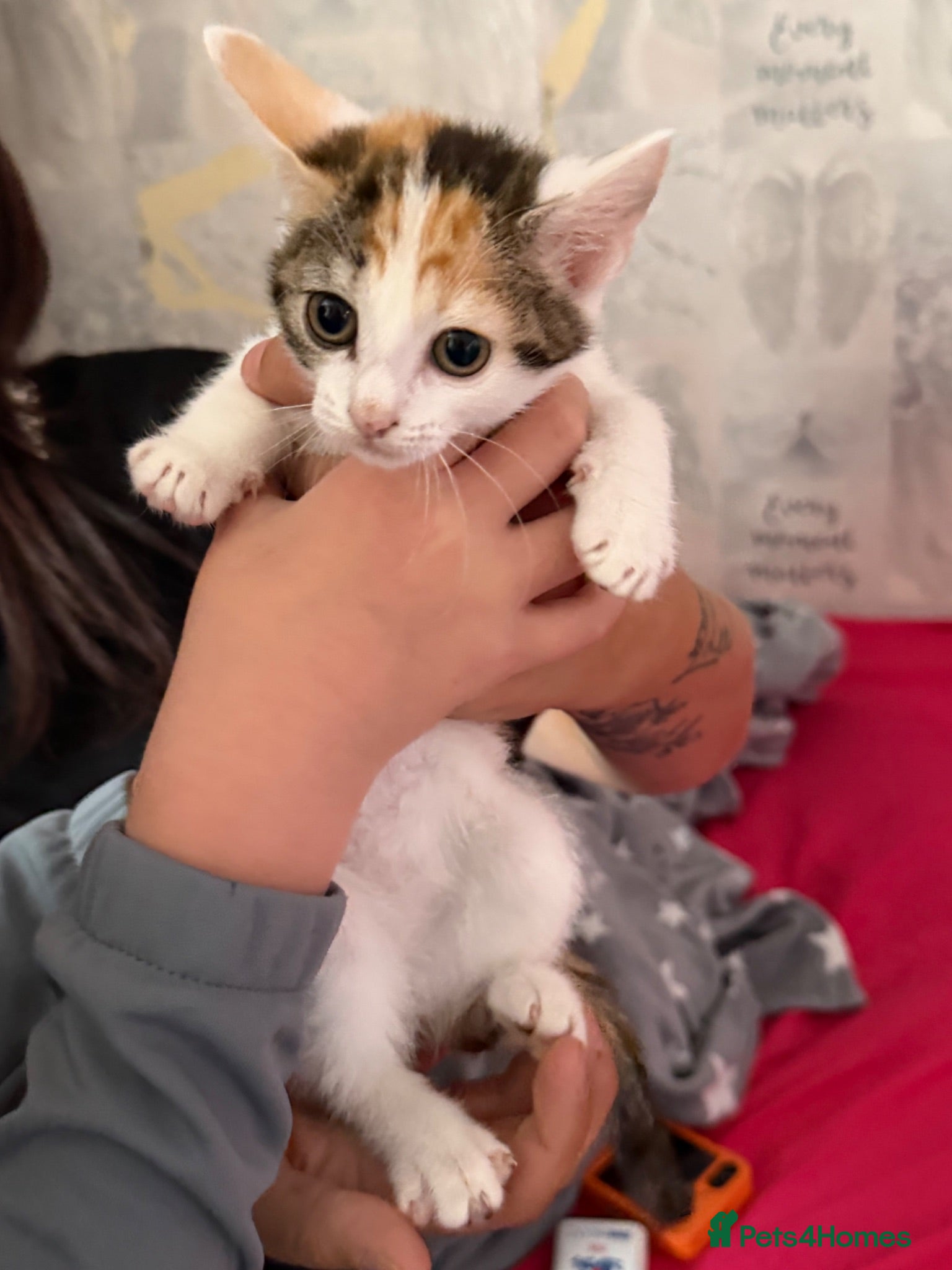 Mixed Breed cats Shanon - Advert 11