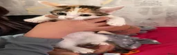 Mixed Breed cats for sale: Miss shannon - Advert 1