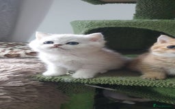 British Shorthair cats for sale: Stunning GCCF British Shorthair Kittens. - Image 19