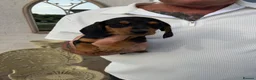 Miniature Dachshund dogs for sale: Beautiful miniature Dachunds - Advert 5