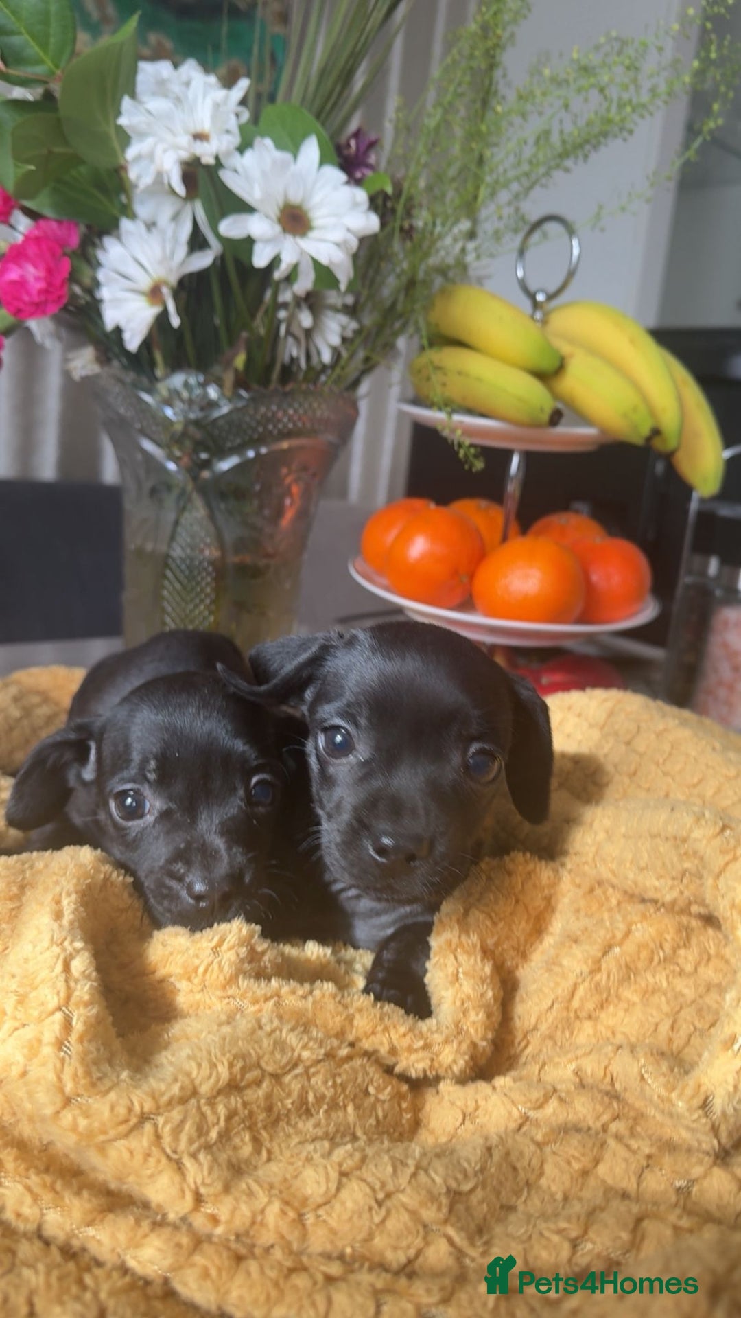 Mixed Breed dogs for sale: Dachshund and French bulldog mix - Image 9