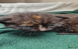 Mixed Breed cats for sale: Gorgeous Turtle Ginger Black Fluffy Kittens  - Image 6