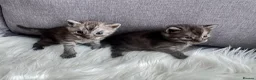 Egyptian Mau cats for sale: TICA Reg.Exceptional SILVER SMOKE EgyptianMAUxBeng - Advert 4