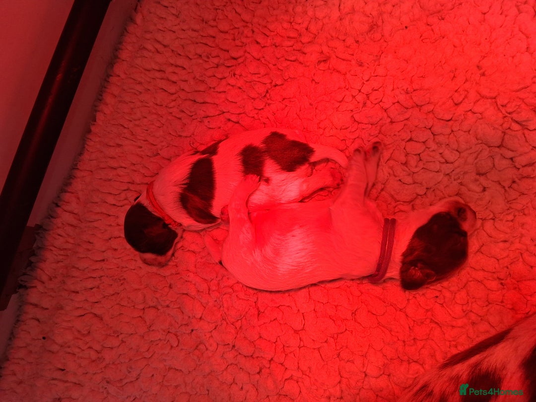 English Springer Spaniel dogs for sale: KC reg, Working Springer spaniel puppies - Advert 2