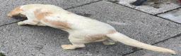 Beagle dogs for sale: 2 Kc Reg Beagles Girls For Sale - Advert 16