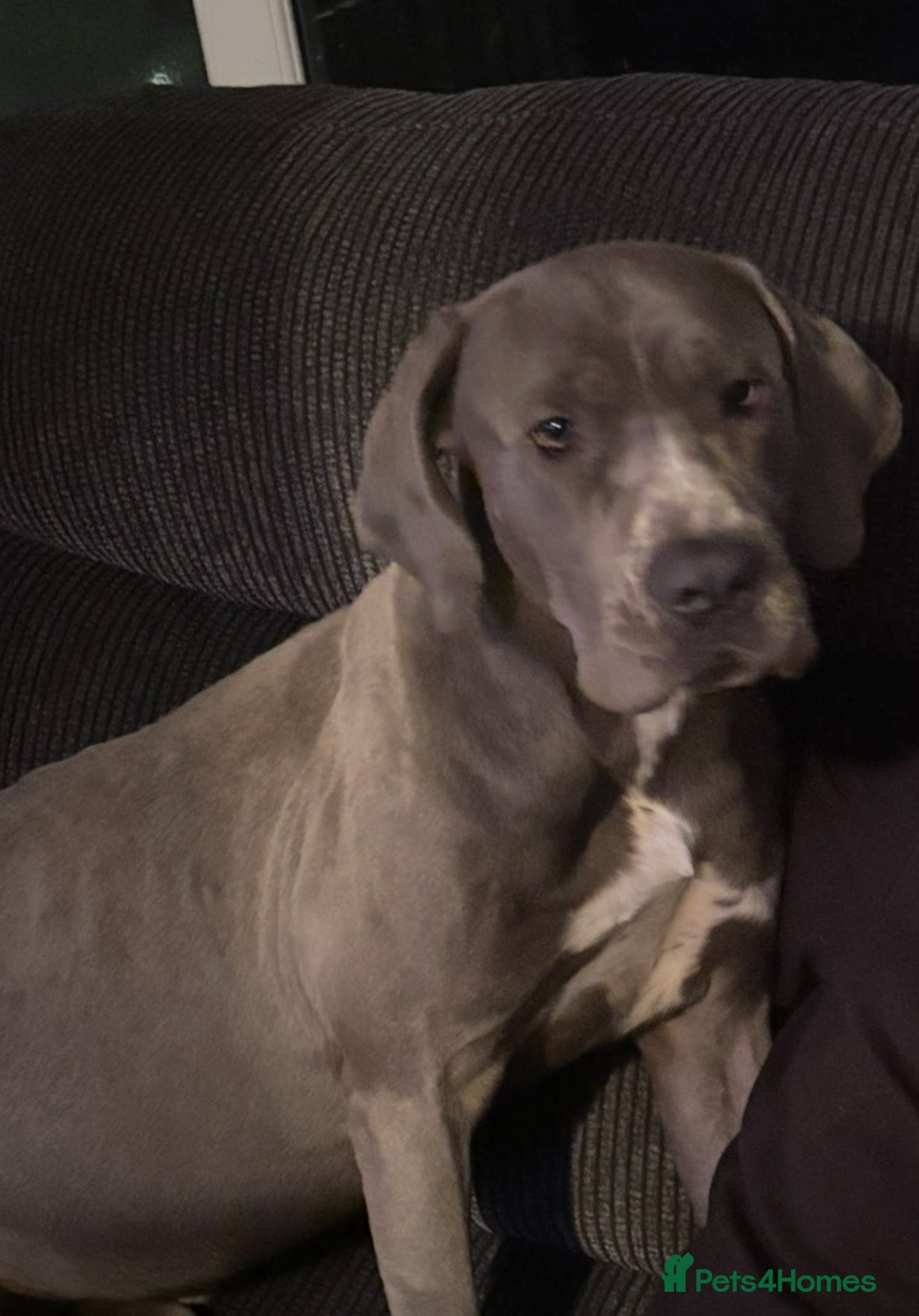 Mixed Breed dogs Canecorso x boerboel - Advert 1