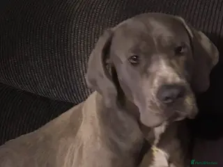 Mixed Breed dogs Canecorso x boerboel - Advert 1