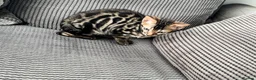 Bengal cats for sale: Full pedigree rosetted bengal kitten -male  - Advert 11