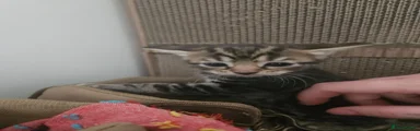 Mixed Breed Kitten 4