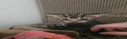 Mixed Breed cats for sale: 2 male 2 female kittens - Advert 2