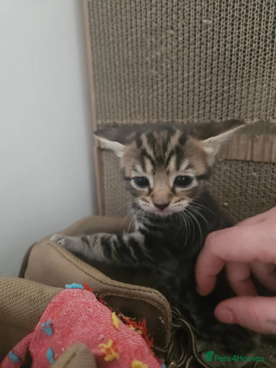 Mixed Breed cats for sale: 2 male 2 female kittens - Advert 2