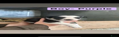 Border Collie 4