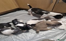 Mixed Breed dogs for sale: Fantastic 3/4 French bulldog and a 1/4 jack puppy - Image 23